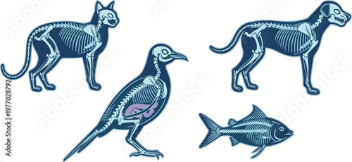 Animal Anatomy X Ray Style Illustration Set with Dog, Cat, Bird and Fish Skeleton Structure, Veterinary Science Education Vector Design