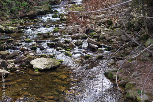 Shallow stream flowing over rocks in forest with copy space. Concept of nature, water flow, freshness, environment, relaxation, landscape.