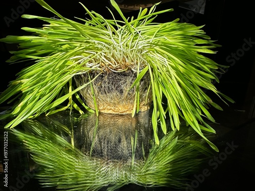 a lump of earth with sprouted roots of wheat sprouts root system