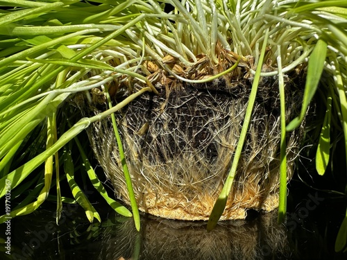 a lump of earth with sprouted roots of wheat sprouts root system