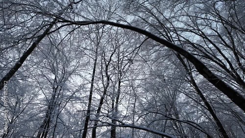 Low Angle Dolly Push Forward Through Snowy Winter Forest Canopy