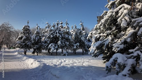Push In Shot Of Snowy Fir Trees In Sunny Winter Park