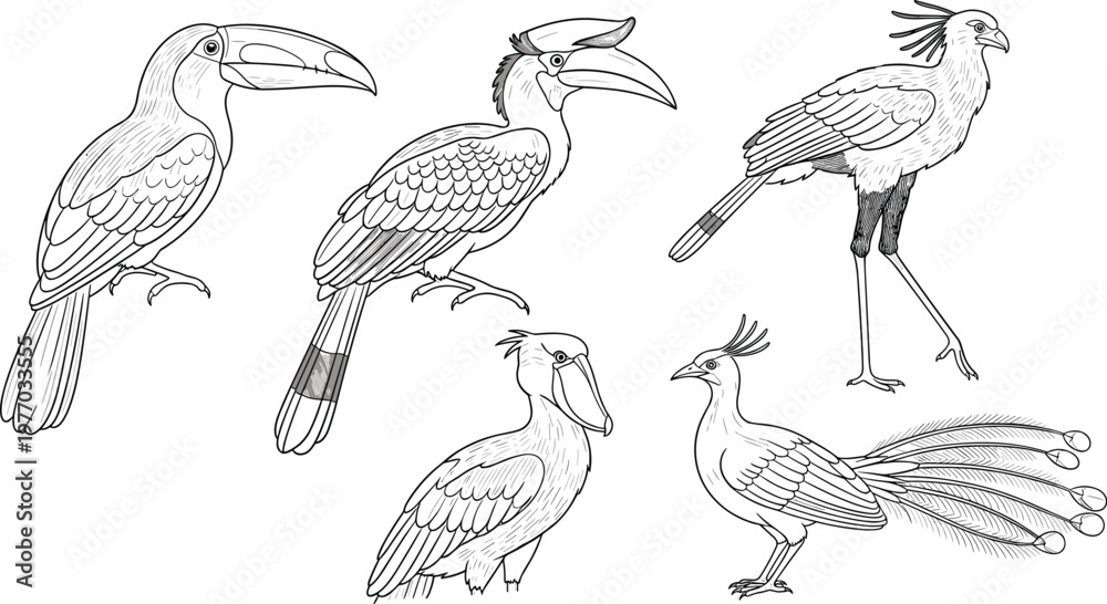 Fototapeta premium Exotic Bird Line Drawing Set with Toucan, Hornbill, Secretary Bird and Peacock Illustration, Detailed Wildlife Outline Vector Design Collection