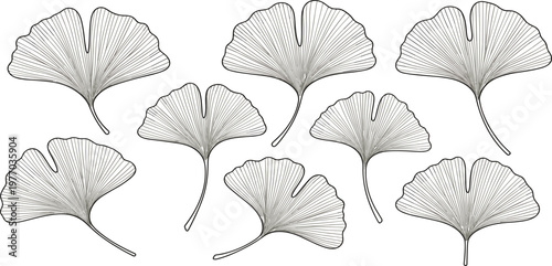 Ginkgo Leaf Line Art Set with Detailed Botanical Fan Shaped Leaves in Minimal Outline Style for Nature Design, Herbal Illustration, and Elegant Decor