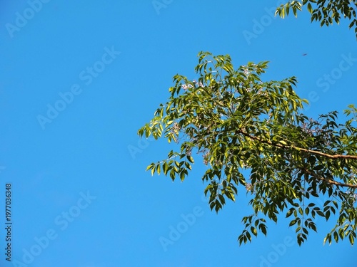 branch of a Chinaberry tree nature beauty blue sky.