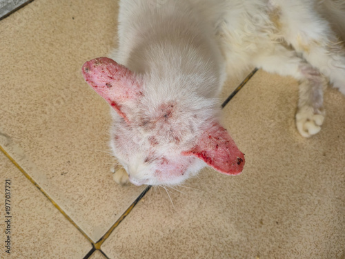 Konstfotografi Sick white cat with severe mange, alopecia, and skin lesions on its face and ears