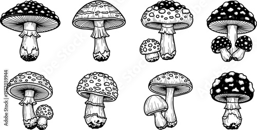 Black and white illustration of various mushroom species