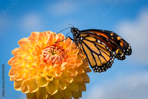 Fotografie Close up of a monarch butterfly on a dahlia flower