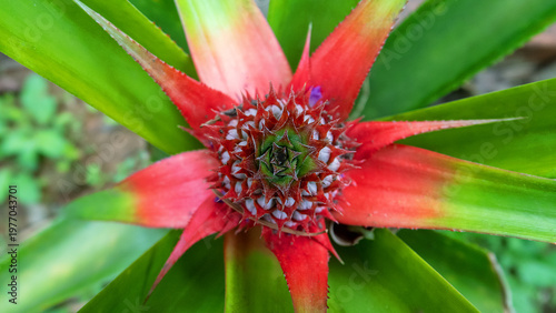 Blooming pineapple top view. The coast of the South China Sea. Vietnam