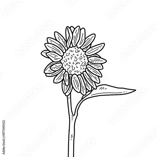 A beautiful hand-drawn outline illustration of a sunflower, capturing its botanical details with a vintage aesthetic. Evokes a serene summer atmosphere, suitable for various decorative design projects