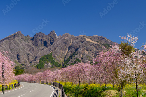 枝垂れ桜と根子岳