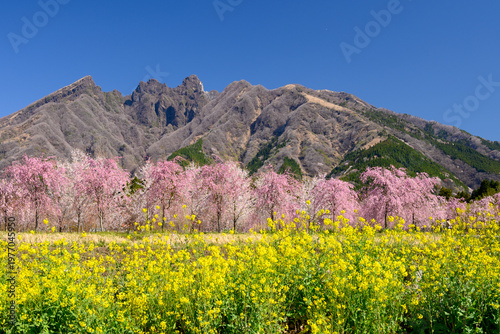 根子岳と枝垂れ桜と菜の花　ポスター用