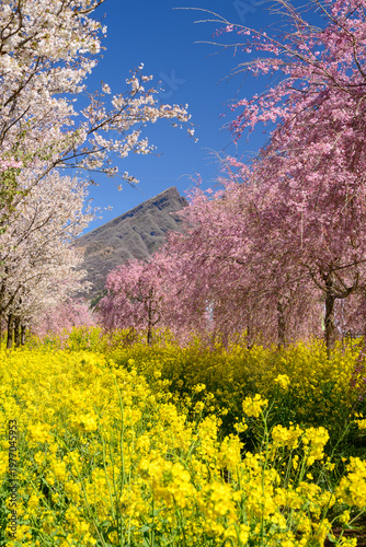 菜の花と桜