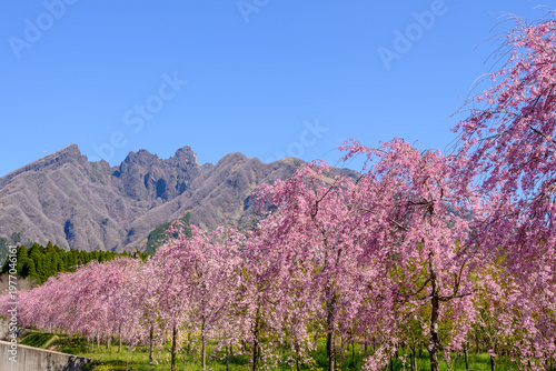 阿蘇の根子岳とサクラミチ