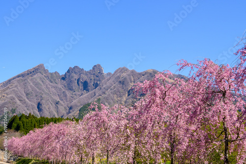 青空と満開のサクラミチ