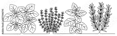 Single continuous line drawing of a set of fresh aromatic herbs Basil thyme mint and rosemary collection for cooking Minimalist vector illustration