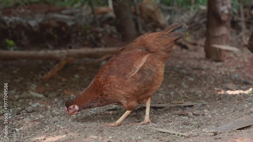 Brown free range chicken pecking and foraging for food on the ground of a farm