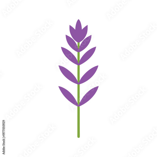 lavender vector art