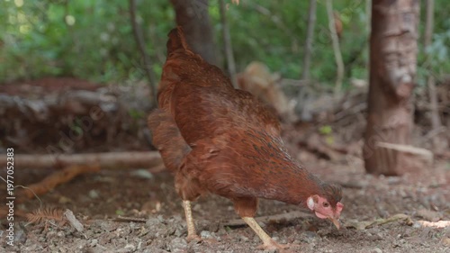 Brown hen pecking and foraging for food in a farmyard