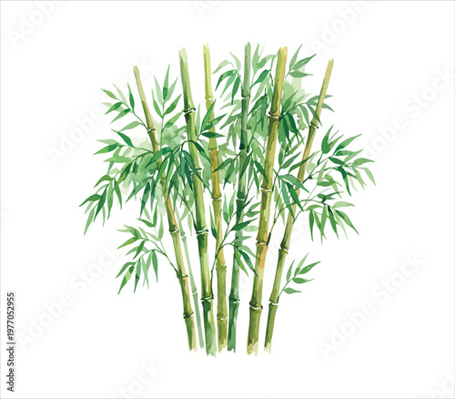 Bamboo plant with green leaves and stems  natural tropical vegetation