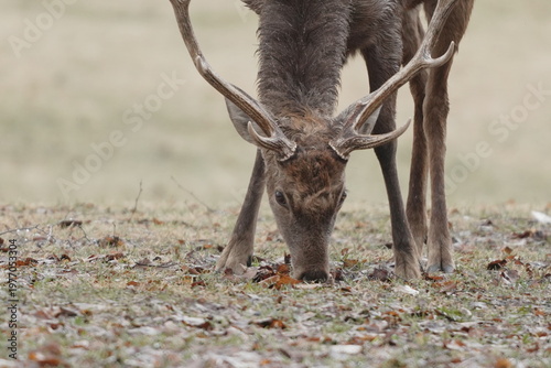 草を食べるエゾシカ