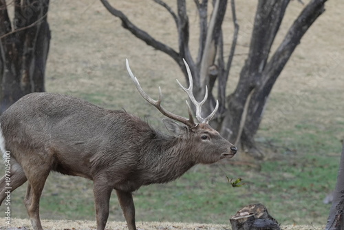 エゾシカのオス