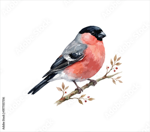 Bullfinch bird perched on a branch with leaves and berries isolated on white background