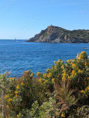 View of iconic Embiez island cliff and marine fort from Gaou island, with yellow flowers of Medicago arborea in front, Le Brusc, Six-Fours-les-Plages, Var, France