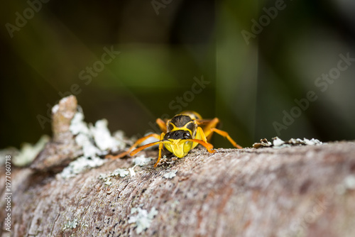 Fotografie Close up of a paper wasp on an old wooden post