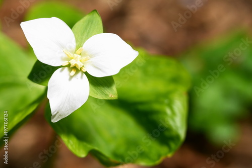 白いオオバナノエンレンソウ