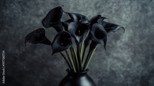 A group of black calla lilies stands in a dark vase against a gray background. The focus is on the unique shape of the flowers and their arrangement in a simple setting.