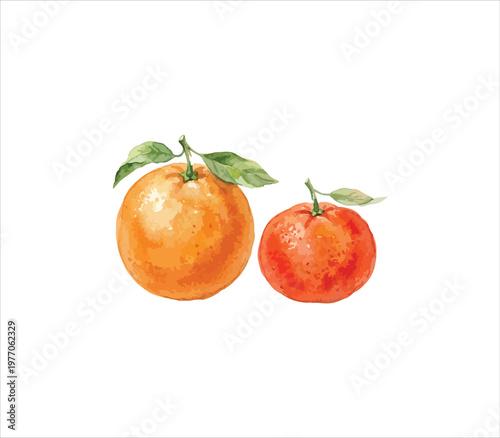Two oranges with green leaves on a white background  fresh and vibrant fruit