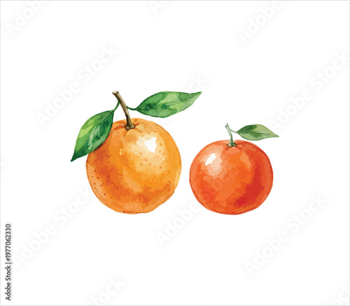 Two oranges with green leaves on white background still life