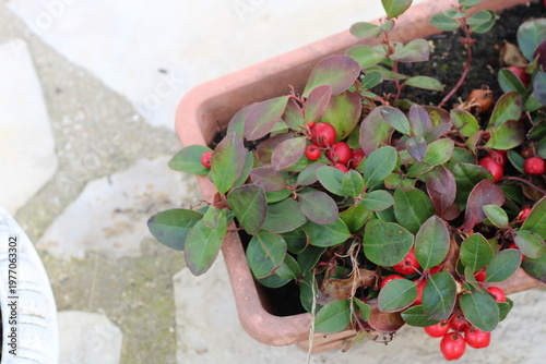 Foto Eastern wintergreen, Teaberry, Checkerberry, Gaultheria procumbens, Ericaceae