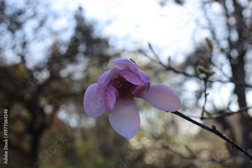Hybrid Magnolia, Soulange Magnolia, Magnolia × soulangeana, Magnoliaceae