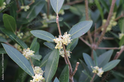 Obraz na plátne Narrowleaf Phillyrea, False olive, Phillyrea angustifolia, Oleaceae