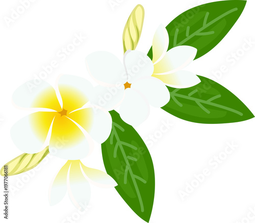 Tropical frangipani bunch with green leaves