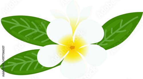 White plumeria bloom with lush green leaves