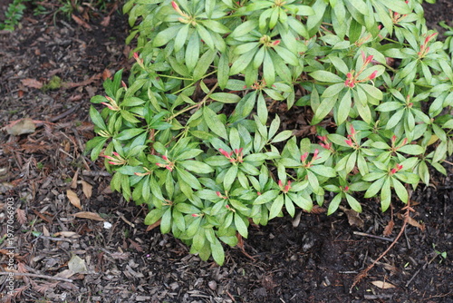 Foto Pieride du Japon, Japanese Pieris, Pieris japonica, Ericaceae