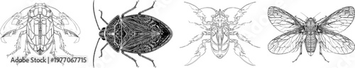 A highly detailed, symmetrical line art illustration of an intricate backswimmer aquatic bug with paddle-like legs, sharp black ink outline against a solid white background in monochrome coloring