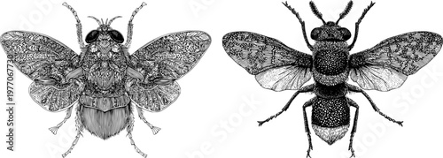 The intricate botfly features a robust, hairy body with sharp black ink outlines against a solid white background, rendered in monochrome coloring book style with clear boundaries and flat 2D graphic