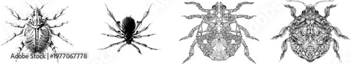 An intricate chigger mite illustration features a sharp black outline against a solid white background, showcasing monochrome coloring in a symmetrical, highly detailed, flat 2D graphic style with