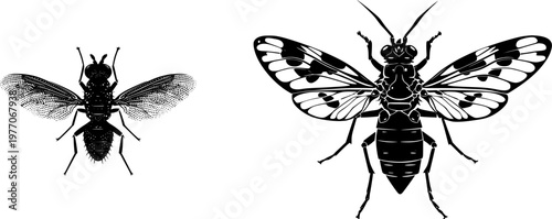 A detailed, minimalist illustration of a louse fly parasite, characterized by its flat vector style, stark black silhouette, crisp high contrast edges, and isolated on a pure white background, ready