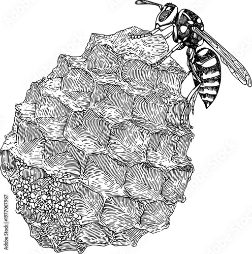 A detailed black-and-white illustration of an intricate paper wasp nest with a single wasp resting on top, showcasing elegant bold lines against a stark white background