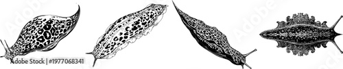 This elegant leopard slug features an elongated body adorned with sharp black ink outlines on a solid white background, rendered in monochrome coloring book style with clear boundaries and