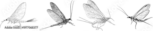 A delicate mayfly nymph with a sharp black outline and solid white background, rendered in monochrome coloring book style, showcases clear boundaries and flat 2D graphic details