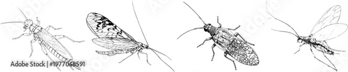 A delicate stonefly nymph, rendered in elegant black ink on a pristine white background, showcases intricate monochrome details with sharp lines and clear boundaries, embodying the essence of natures