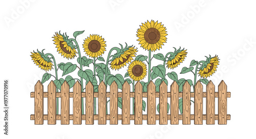 Sunflowers growing tall behind a rustic wooden picket fence in a summer garden setting, hand drawn illustration on a clean white background.