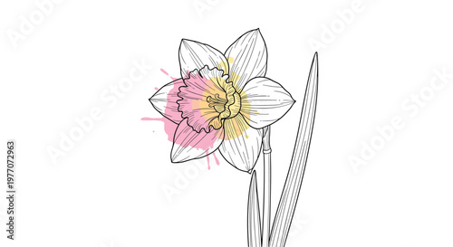 Artistic line drawing of a narcissus flower accented with expressive pink and yellow watercolor paint splashes on white.
