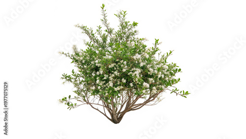 Photography correa alba commonly known as white correa shrub  isolated on transparent backgr